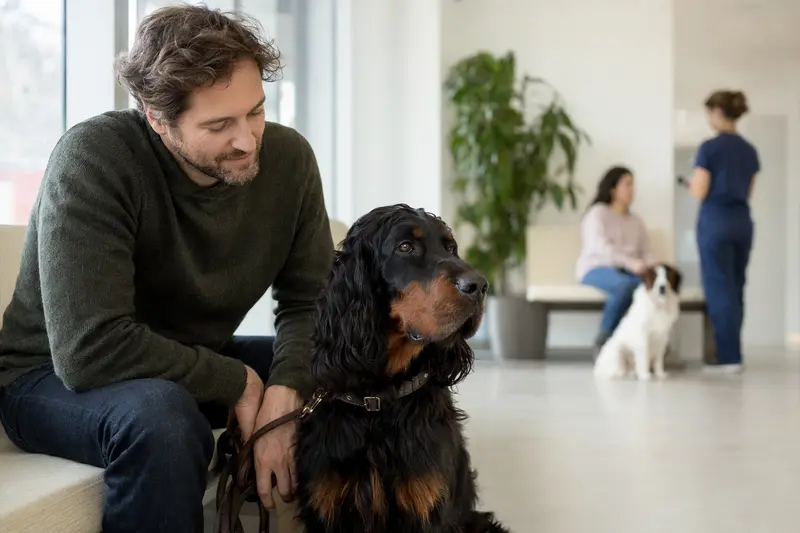 Ein Gordon Setter sitzt ruhig neben seinem Besitzer im hellen Wartezimmer einer modernen Tierarztpraxis.